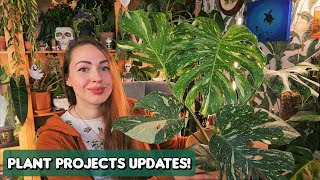 Updates on my planty projects 🌿 trash plants pon transfer moss poles and more [upl. by Herve]