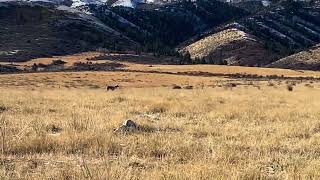 7 month old Weimaraner “Filly” pointing Wild Idaho Hungarian Partidge [upl. by Ahsaetan]