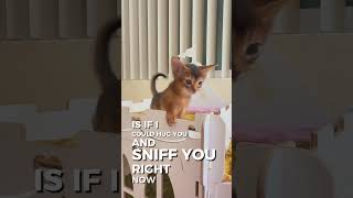 You know what makes my day😻🤗 shots cat abyssinian abyssiniancat abyssiniancattery funny [upl. by Lyndes]