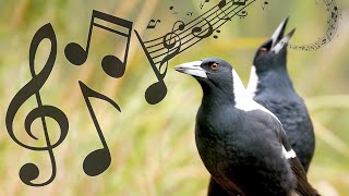 Australian Magpies NonStop Singing Compilation Warbling amp Carolling  Complex Calls [upl. by Comptom]