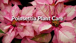 POINSETTIA PLANT CARE  Joy Us Garden [upl. by Hanus]