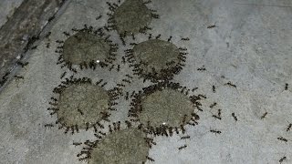 Liquid Ant Killer is the Best Way to Kill Ants Period [upl. by Sirovat]