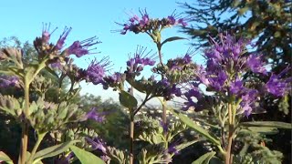 ✿ Une plante pour le balcon  le caryopteris  comment le rempoter [upl. by Roderigo]