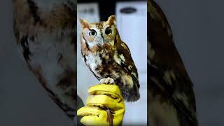 Eastern Screech Owl Sound Video Short North America Nature Sounds [upl. by Nair]