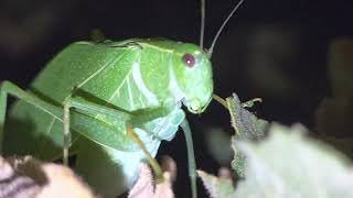 Katydid ticking and eating leaves of our hollyhocks [upl. by Nairod]