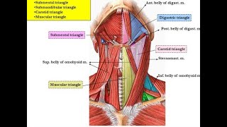 Carotid Triangle amp its Contents [upl. by Enetsuj672]