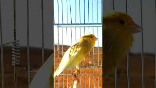 Canary singing shortvideo subscribe like [upl. by Genvieve450]