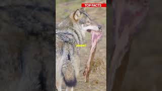 Top facts about wolves [upl. by Schwenk19]