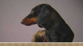 Meet the Breed  Dachshund [upl. by Leith]