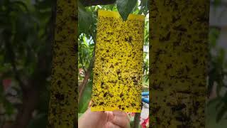 YELLOW STICKY TRAPS flytrap insectcontrol [upl. by Diskson]