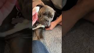 Bulldog Hates Getting Ears Cleaned sterlingtheoeb ChickensBulldogsUrbanFarming [upl. by Schnur]