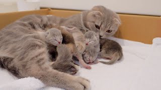 The baby kittens who have their first morning seem to be a little noisy [upl. by Keen]