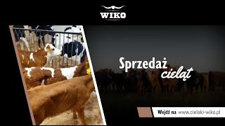 Sprzedaż cieląt Strzyżew Wiko [upl. by Quintessa894]