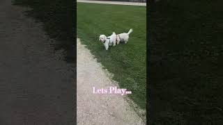 Lets play dogs malteselife toystory vandog maltese moderndaybreakfastclub disney [upl. by Gathers]