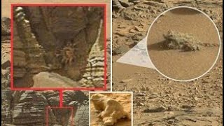 Animals on mars  Nasas Mars Perseverance Rover Sends Fascinating Pictures  Curiosity Mission [upl. by Silvanus600]