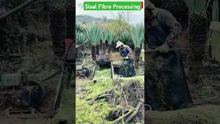 Sisal fibre agriculture sisal fiber fibre farming agrimachines shorts foryou trending [upl. by Sumahs]