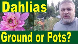 Dahlias in Pots or the Ground  Which has better results [upl. by Tillinger776]