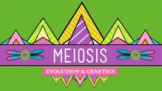 Meiosis Where the Sex Starts  Crash Course Biology 13 [upl. by Auginahs]