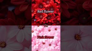 Red flower🌹❤️vs pink flower 🌷💖gown👗heels👠nail💅lipstick💄watch⌚ring💍cake🎂shortsviral [upl. by Dragde]