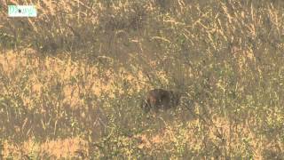 Himalayan Jackal Behavior Study in Forest [upl. by Sturdivant282]