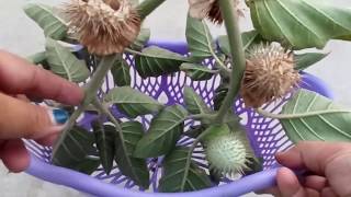 215  How to collect and save Datura seeds Datura ke seeds ko kaise chune [upl. by Hbahsur]