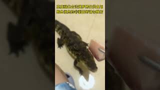 一米鳄鱼一天要吃多少肉？ reptiles 分享 crocodile 寵物 鳄鱼 寵物 猛兽 animals 搞笑 饲养员 cute [upl. by Yesnil]