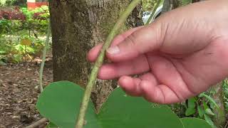 Medicinal Plants Documentary VRIDDHADARU Argyreia speciosa [upl. by Gant]