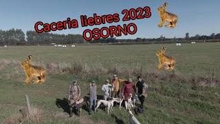 CORRIENDO LIEBRES EN OSORNO 2023 desde Melipilla Parte 1 [upl. by Anikehs]