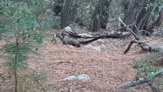 Coatimundi on Mt Wrightson Arizona 092023 [upl. by Rephotsirhc]