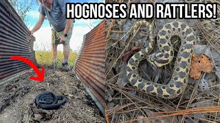 Hogtober Hognoses and Rattlesnakes More Fall Tin Flipping and Roadcruising for Snakes in Georgia [upl. by Ollayos]