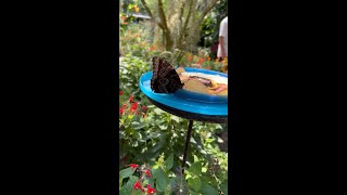 Butterflies at the Saint Louis Zoo [upl. by Dean]