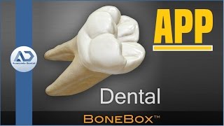 Morfologia Dental BoneBox  Dental Lite App [upl. by Enajyram]