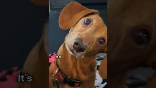 Why Do Dogs Tilt Their Heads facts shorts animalfacts [upl. by Teage]