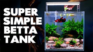 Aquascape Tutorial Betta Cube Aquarium How To Step By Step Planted Tank Guide [upl. by Suaeddaht690]