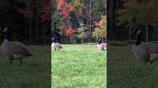 Fall Geese pt3  debdotdaisy  birdshorts [upl. by Derfiniw526]