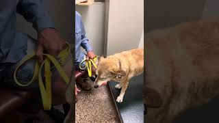 EP11 How to Prepare for Rabies Vaccination Hawaii requires Yukon’s vaccination is up to date [upl. by Cato475]