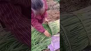 Green onion leaf cutting process [upl. by Nalak]