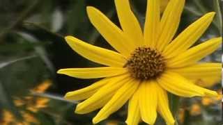 Minnesota Native Plant  Maximilian Sunflower Helianthus Maximiliani [upl. by Evoy]