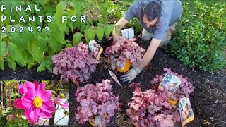 Anemones Heuchera and Boxwoods oh my Is this the final planting of the year [upl. by Inus]