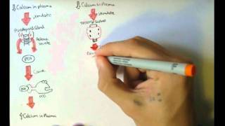 Bone Homeostasis Calcium and Phosphate Hormones [upl. by Acireed]