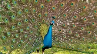 Peacock Dance Display  Peacocks Opening Feathers HD amp Bird Sound [upl. by Adnawat]