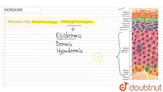 Mention the exact location  Malpighian layer  9  STRUCTURE AND FUNCTION OF SKIN  BIOLOGY [upl. by Ahseka842]