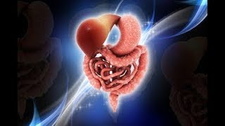 Mechanism Secretion in Small and Large Intestine  Digestive System [upl. by Ariak]