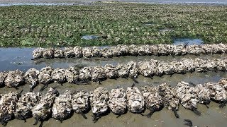 Oyster Reef Restoration [upl. by Helfant847]