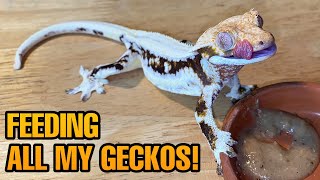 FEEDING MY PET GECKOS Tokays Cresties leaf tails and more [upl. by Eanyl]