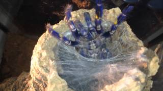 Gooty Sapphire Ornamental Poecilotheria Metallica feeding [upl. by Nabalas945]