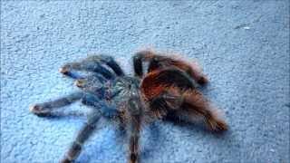 Update on Avicularia azuraklaasi [upl. by Nazus]