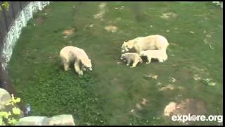 Polar bear cubs defend their mother [upl. by Giusto]