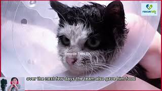 Rescuing and Rehoming a Stray Cat with a Wounded Back cat straycat catrescue rescuecats [upl. by Ynffit150]