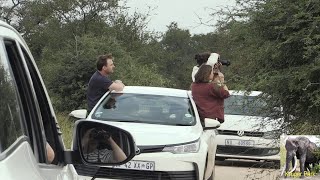 Very Sad  Tourist Out Of Cars At Lion Sighting In Kruger National Park [upl. by Ykcaj]